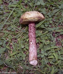 Frostiella russellii (Boletellus russellii)2624