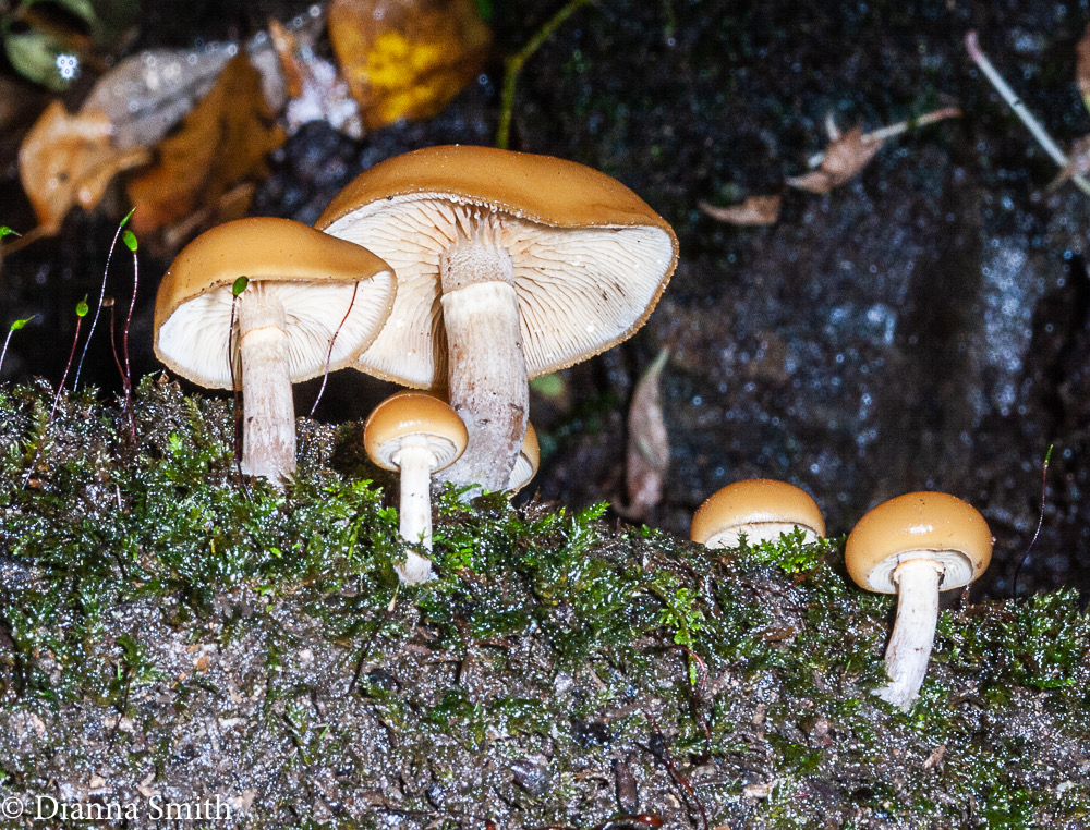 Galerina marginata (Galerina autumnalis)4707