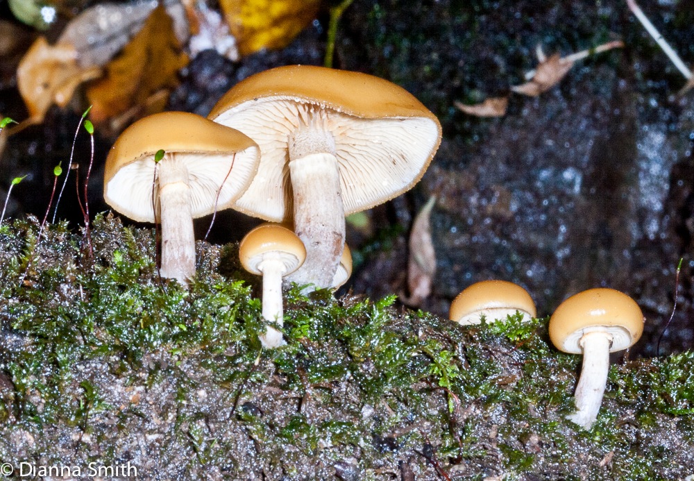 Galerina marginata (Galerina autumnalis)6941