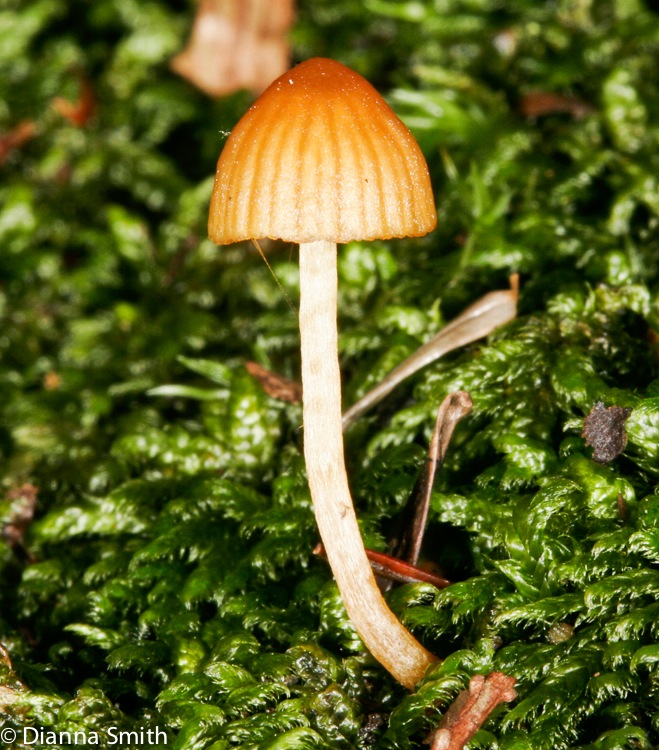 Galerina paludosa2615