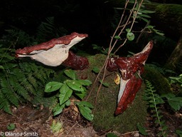 Ganoderma tsugae 9283