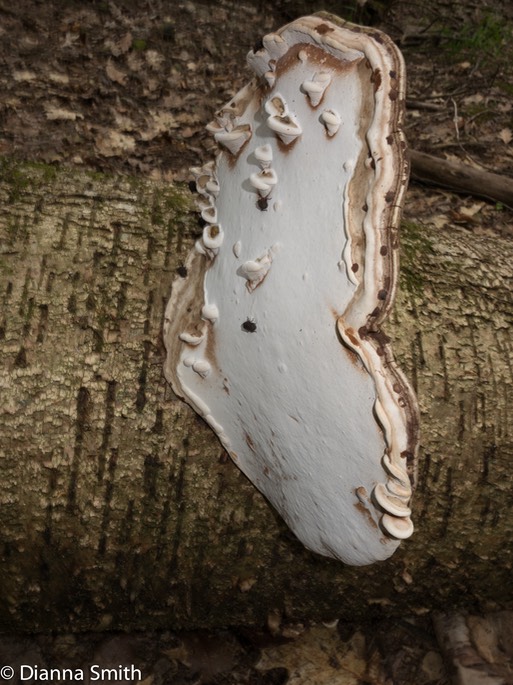 Ganodermqa applanaum on side with baby conks3682