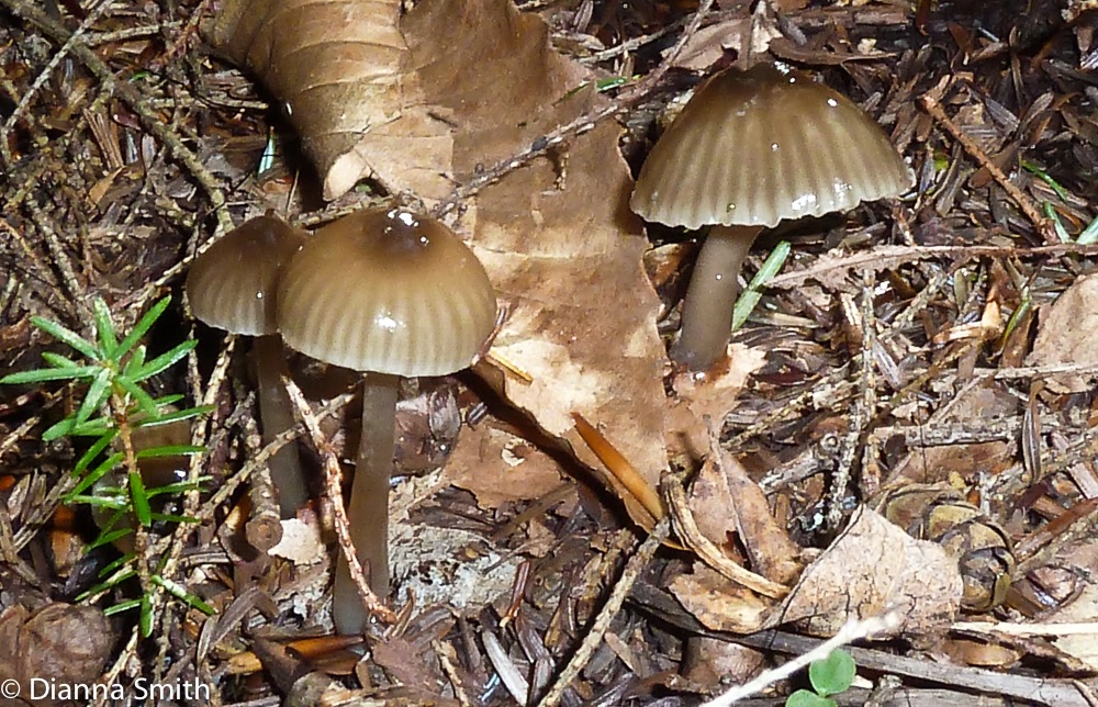 Gliophorus irrigatus (Hygrocybe irrigata, Hygrophorus unguinosus)1010189