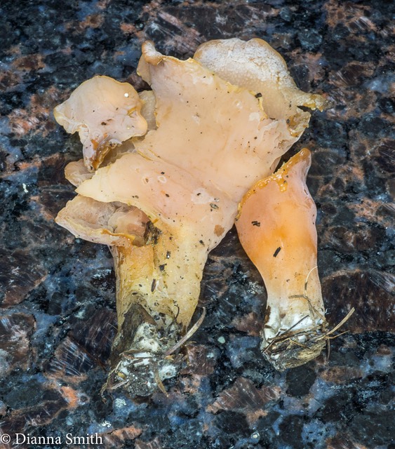 Guepinea helvelloides (Phlogiotis helvelloides) 03854