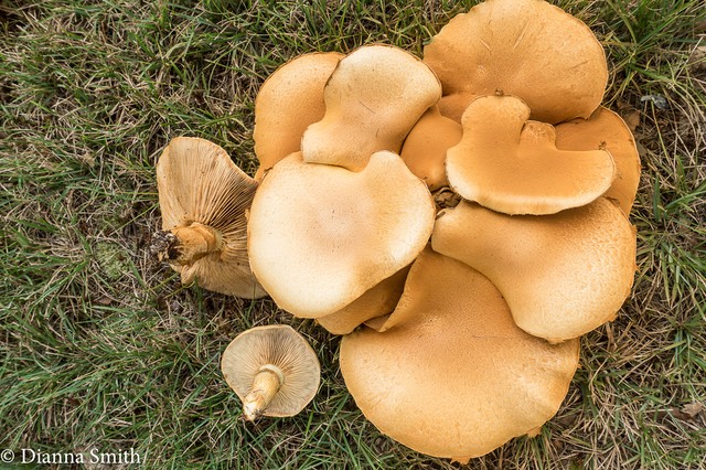 Gymnopilus luteus 00331