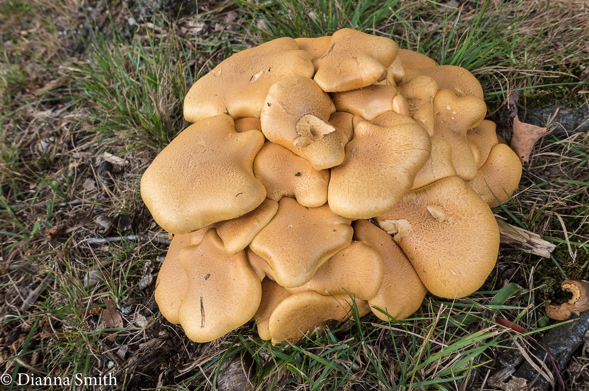 Gymnopilus luteus 00336