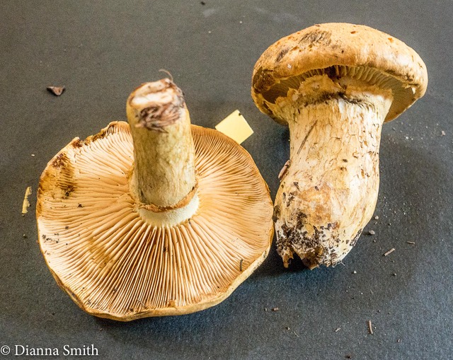 Gymnopilus luteus 00366