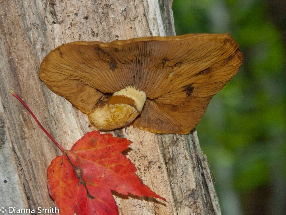 Gymnopilus spectabilis0083