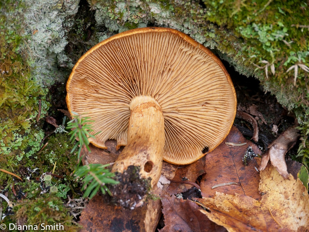 Gymnopilus junonius (G. spectabilis)1010791