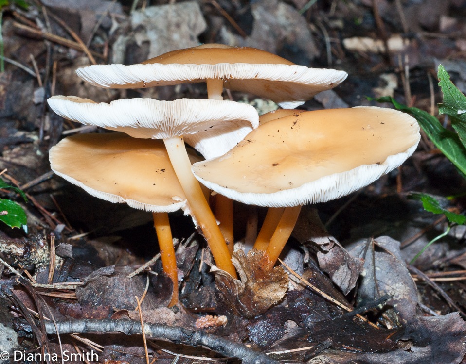 Gymnopus dryophilus (Collybia dryophila) 02466