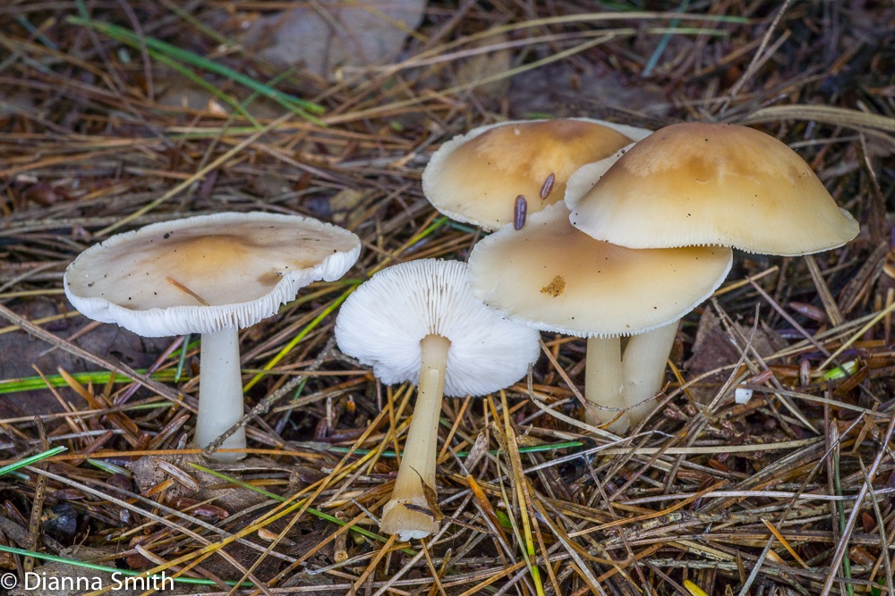 Gymnopus dryophilus (Collybia dryophila) 03775