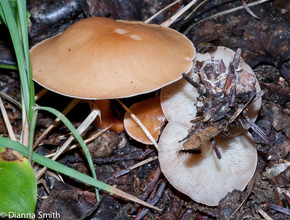 Gymnopus dryophilus (Collybia dryophila) 02163