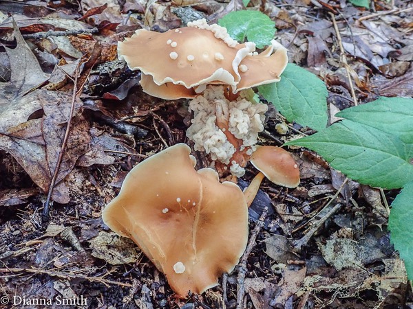 Gymnopus dryophilus with jelly fungus 7140183