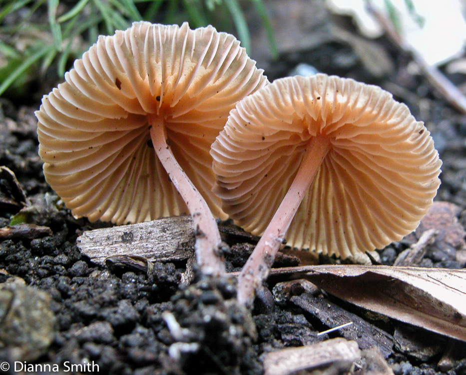 Gymnopus dysodes 6103