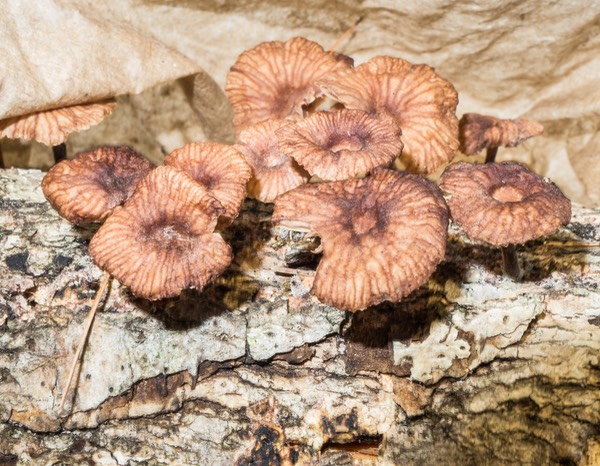 Gymnopus foetidus 3248