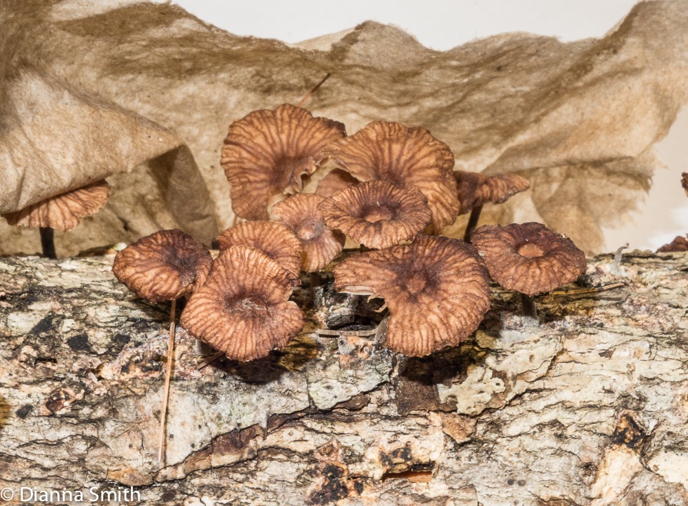 Gymnopus foetidus (Marasmius foetidus) 3247