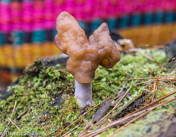 Gyromitra infula 08191