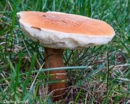 Gyroporus casteneus00182