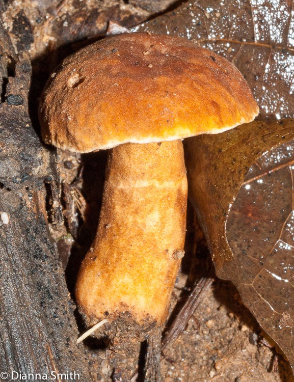 Gyroporus casteneus03776