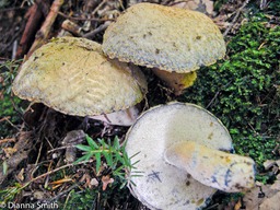 Gyroporus cyanescens var. violatinctus7148