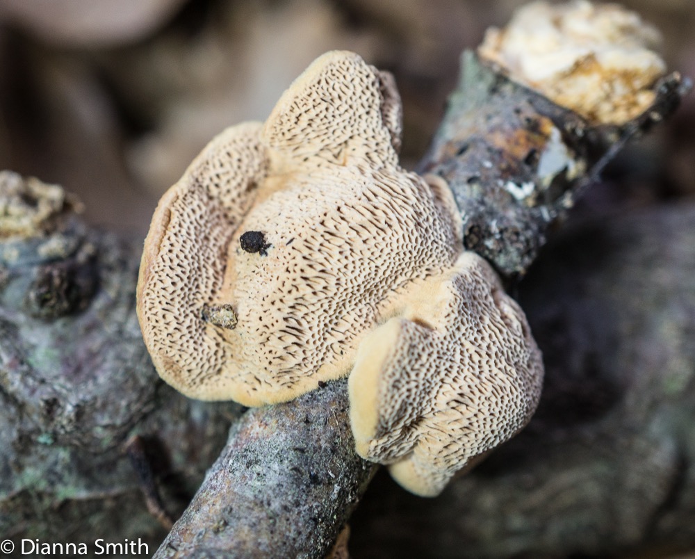Hapalopilus nidulans01328-2
