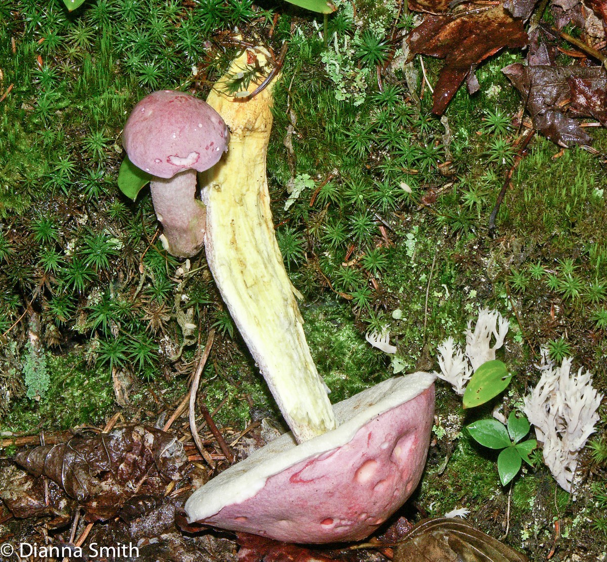 Harrya chromapes (Tylopilus chromapes)01837