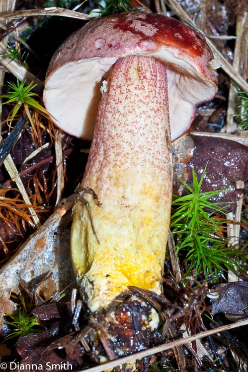 Harrya chromapes (Tylopilus chromapes)02257
