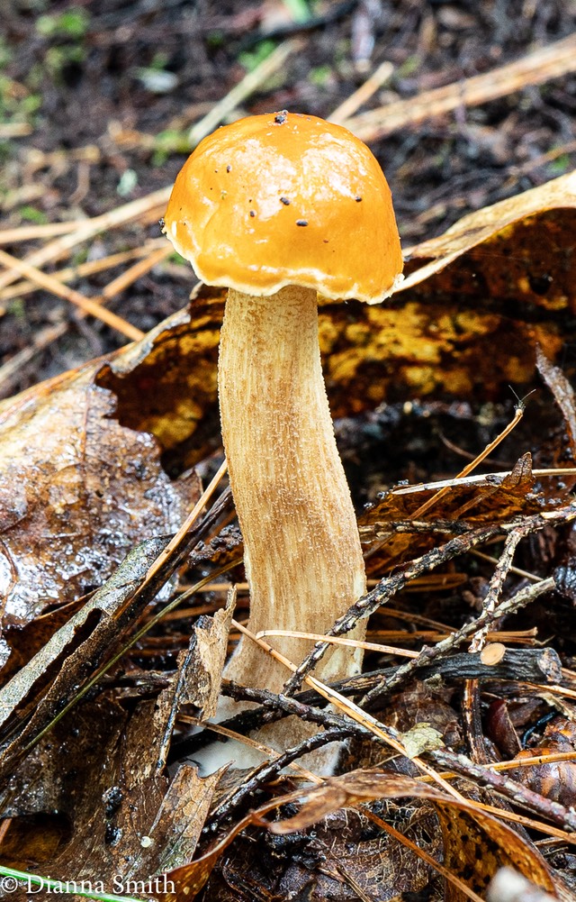 Hemileccinum subglabripes 01521