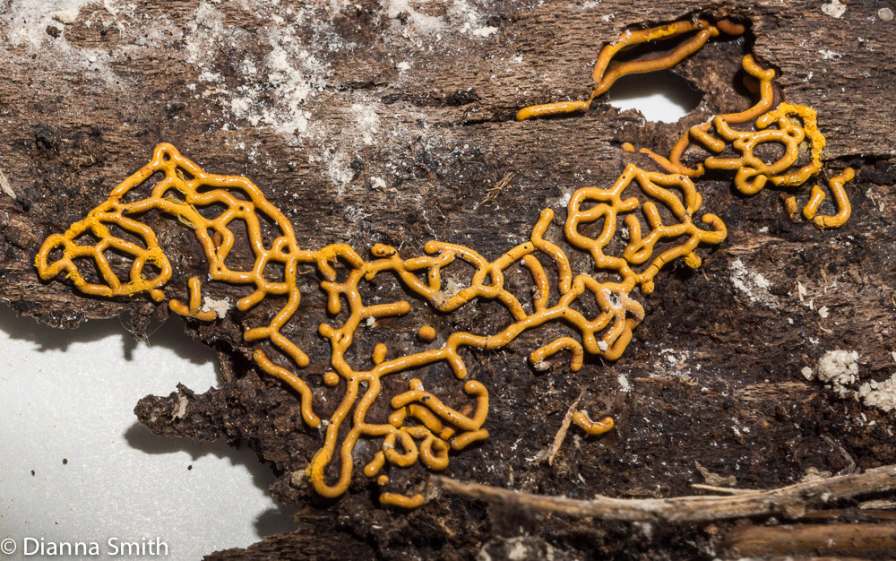 Hemitrichia serpula02725
