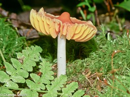 Humidicutis marginata var. concolor (Hygrocybe marginata var. concolor)1576