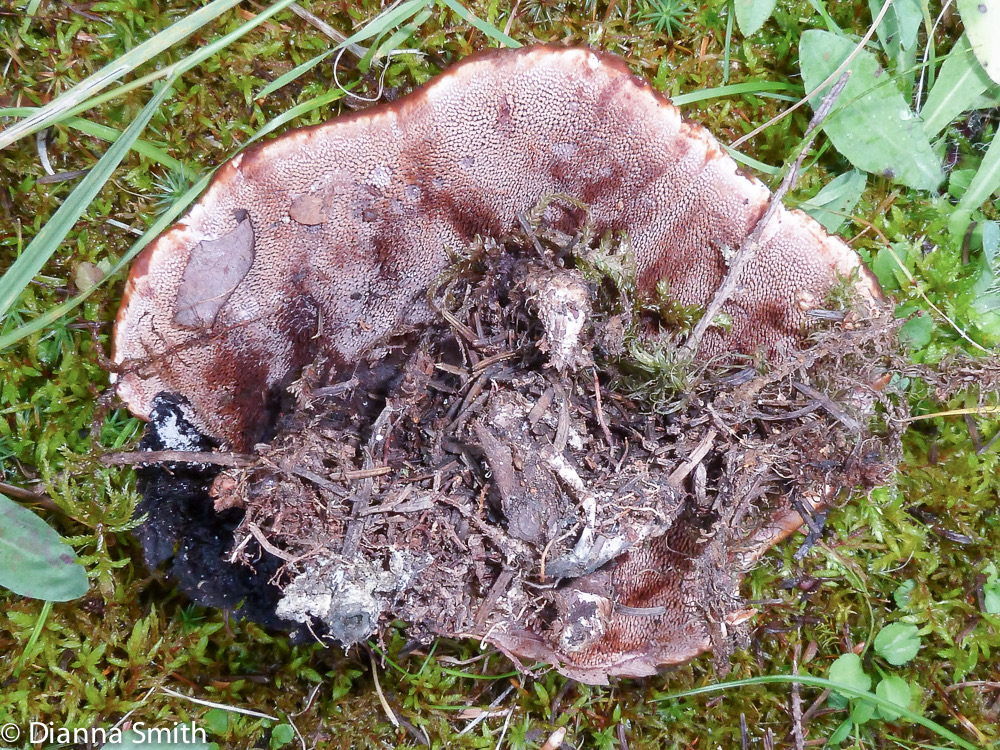 Hydnellum diabolus 1020094
