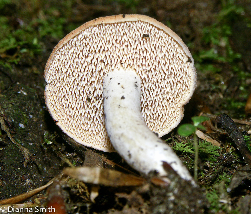 Hydnum repandum0672