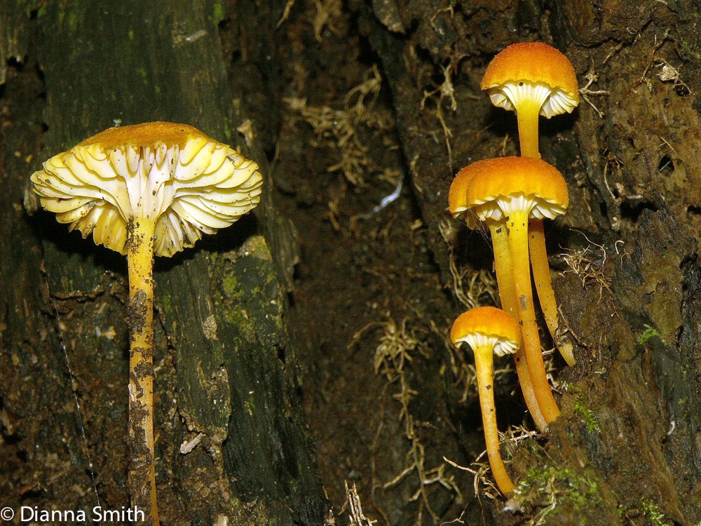 Hygrocybe cantharellus2268