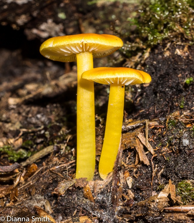 Hygrocybe chlorophana (H. flavescens)02401