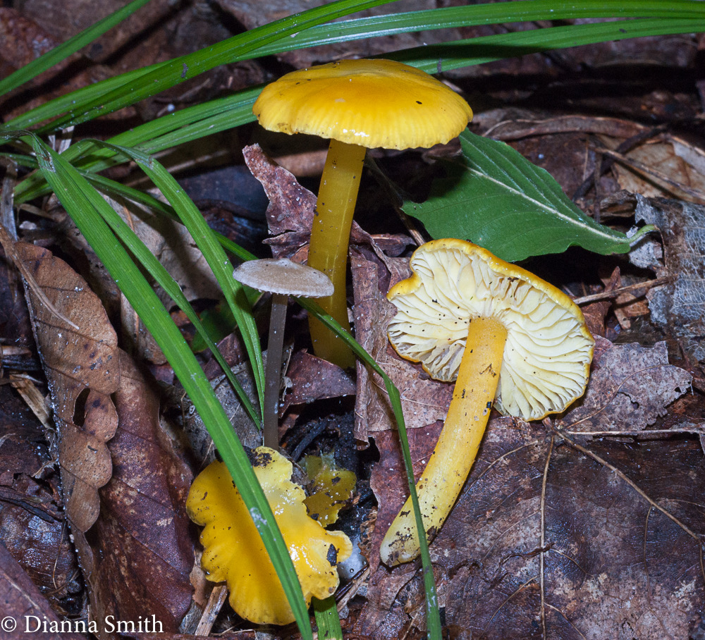 Hygrocybe chlorophana01742