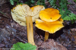 Hygrocybe chlorophana01756