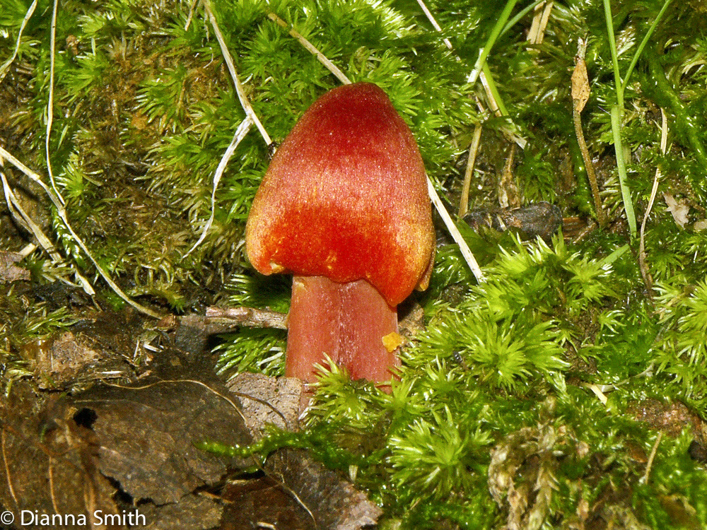 Hygrocybe coccinea2284