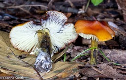 Hygrocybe conica9599