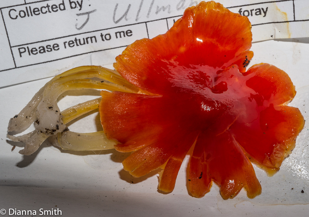 Hygrocybe cuspidata01556