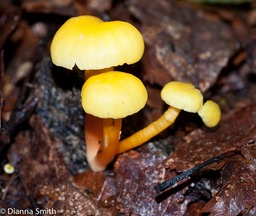 Hygrocybe parvula05097