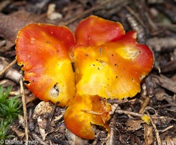 Hygrocybe punicea 0242