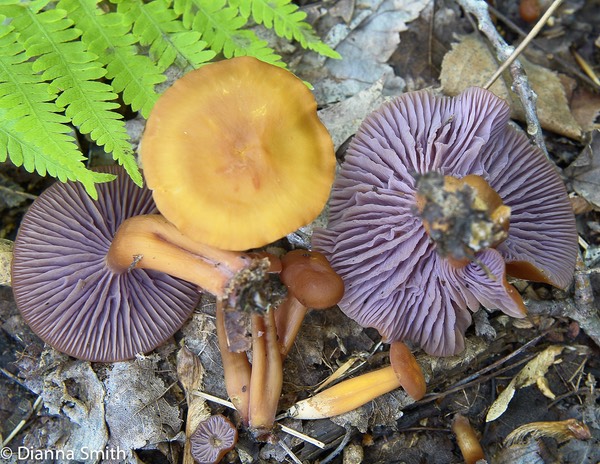 Hygrocybe purpureofollius8247