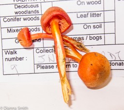 Hygrocybe turundus_2585