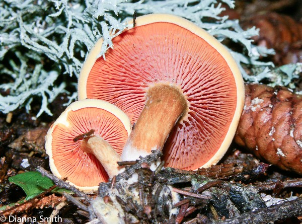 Hygrophoropsis aurantiacus1546