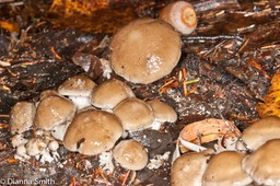 Hygrophorus agathosomus6421