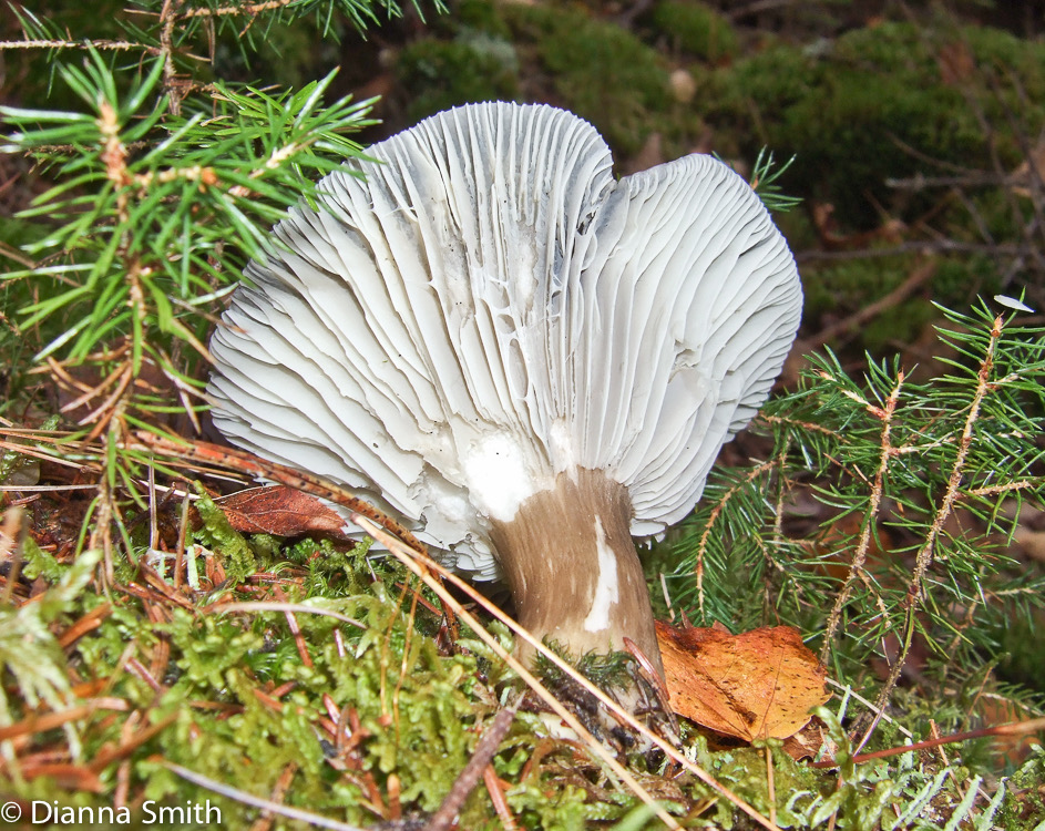 Hygrophorus camarophyllus10080012
