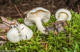 Hygrophorus chrysodon 05892
