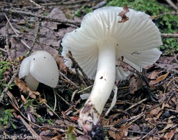Hygrophorus eburneus7614