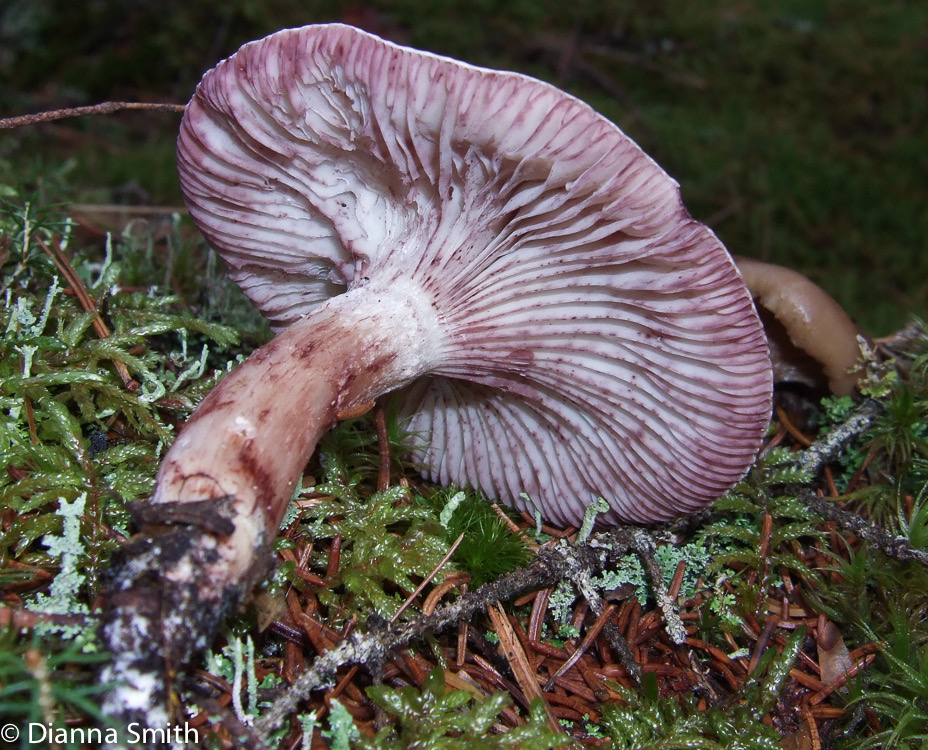 Hygrophorus erubescens 10080036