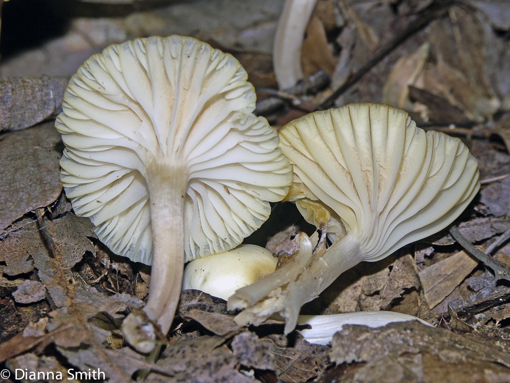 Cuphophyllus virgineus3938